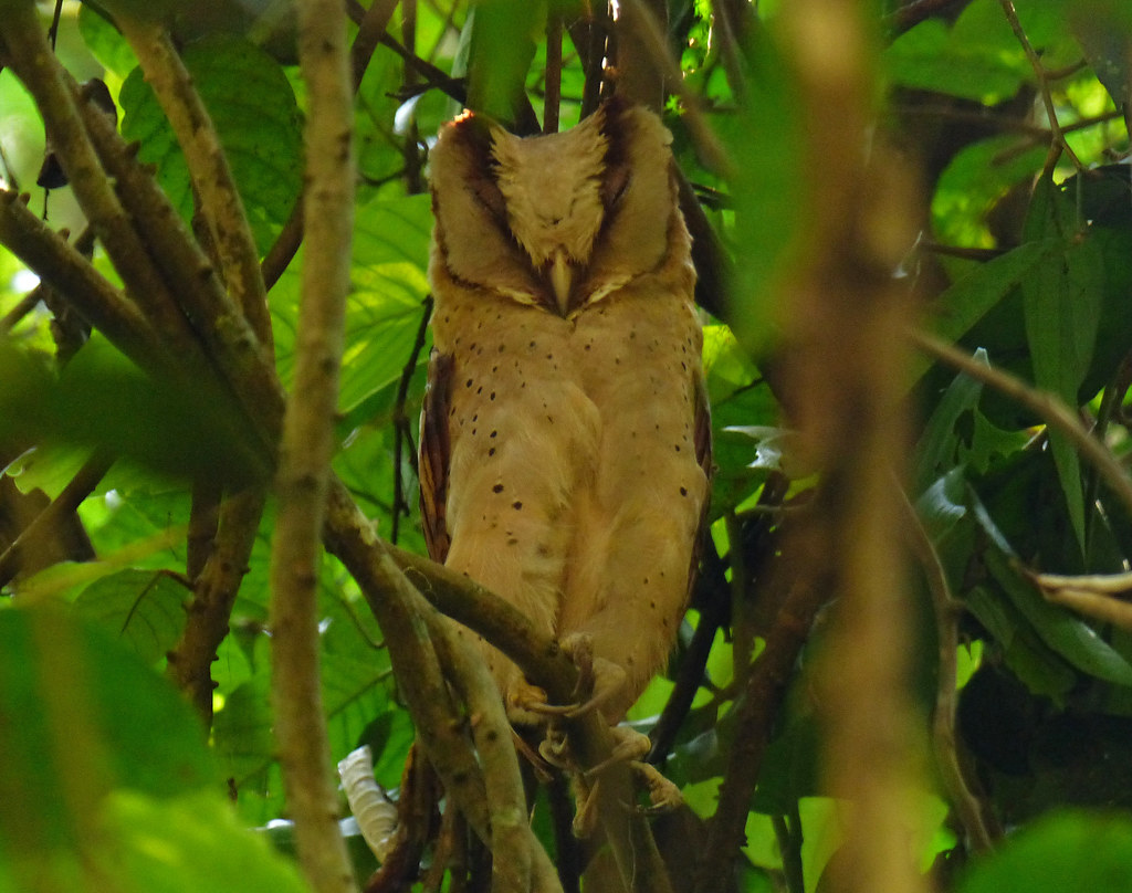 Sri Lanka Bay-Owl, Oriental Bay-Owl (Phodilus assimilis) (Phodilus badius)