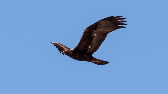 Nellis Eagle