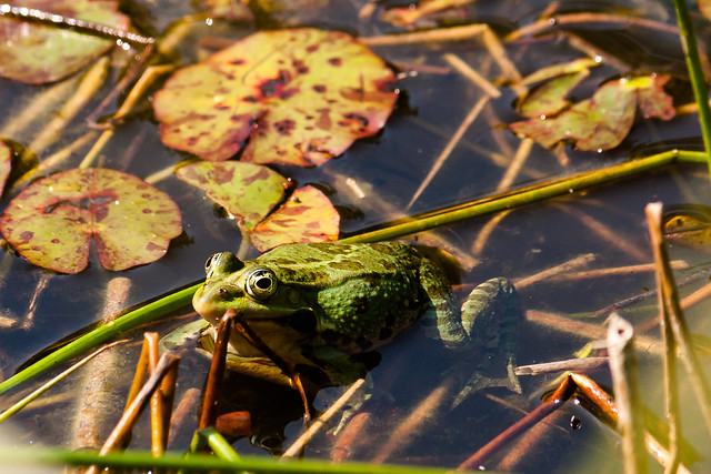 funeral frog