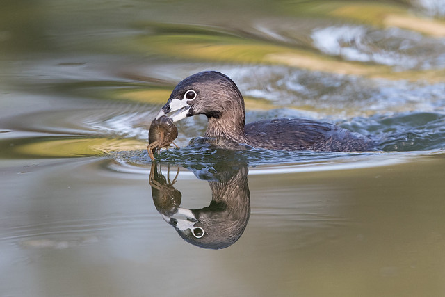 Pied-billed Grebe with Crawfish (X85_8336-1)