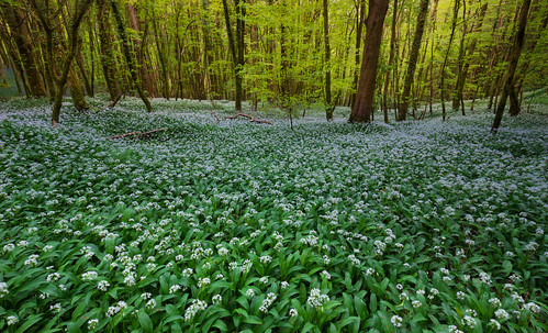 garlic woods forest trees spring flowers carpet cornwall duloe branches fresh panorama