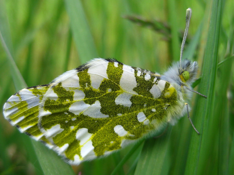 Island marble butterfly