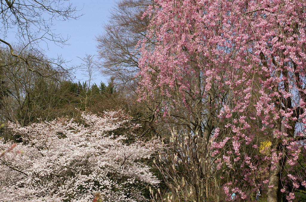 Kaiserslautern, Japanese Garden, Weeping Higan cherry - Hängekirsche