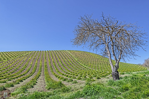 vineyards vines trees californiacentralcoast california coast bluesky tree pasorobles winery winecountry spring greengrass