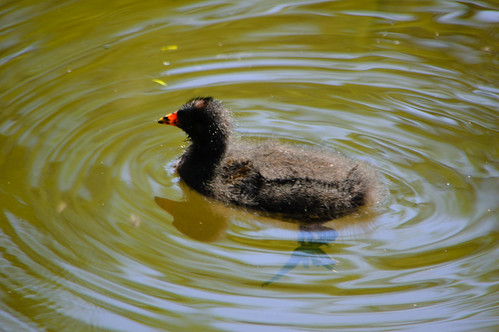 Moorhen chick, canal