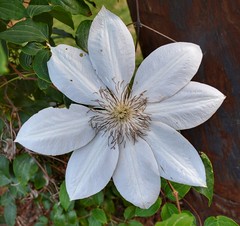A unique kind of Flower