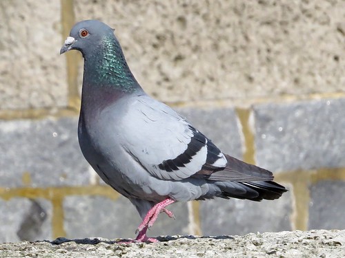 Feral Pigeon | Lyme Regis | Pam P Photos | Flickr