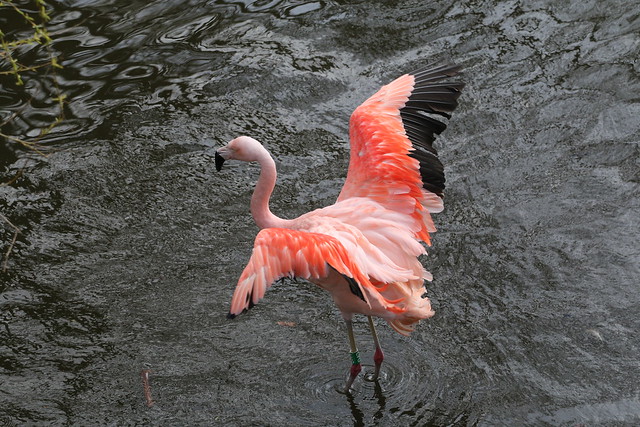 FLAMINGO STRETCHING ITS WINGS.