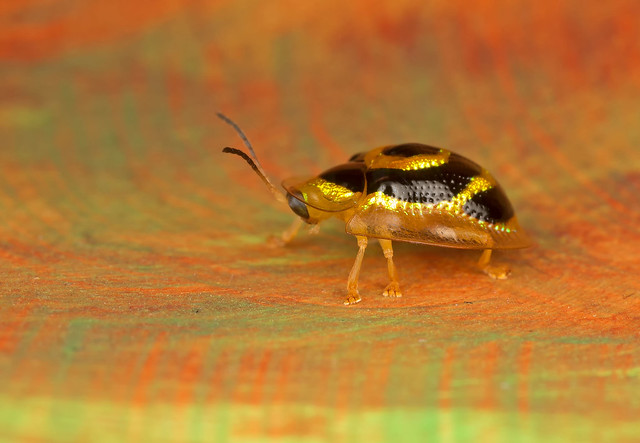 Tortoiseshell Beetle posing