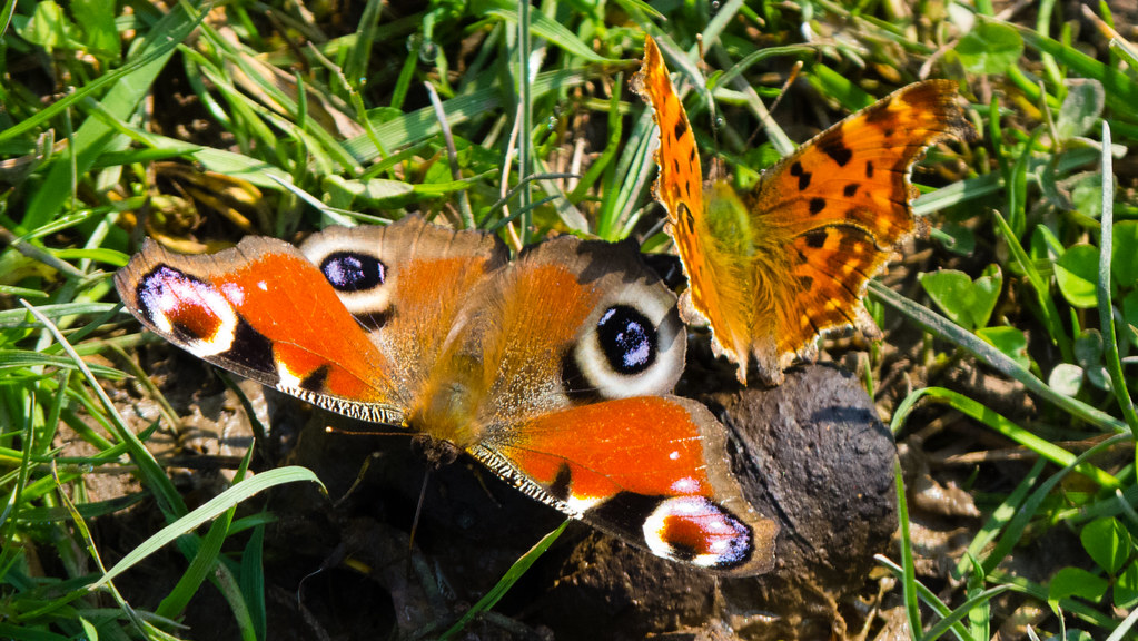 Comma and peacock butterflies eating | David | Flickr
