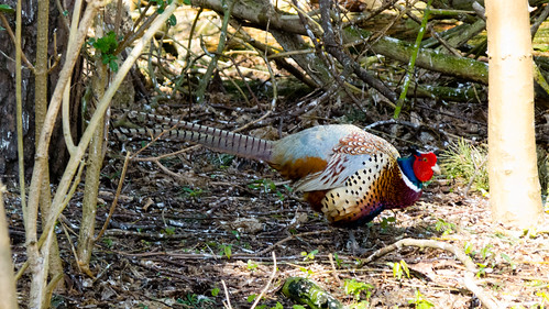 Male pheasant in a wood