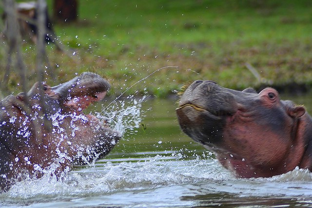 Pelea de hipopótamos.