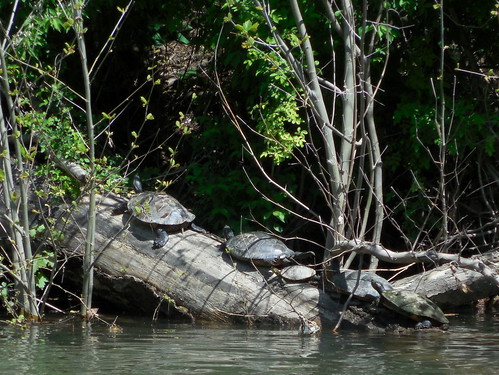 water turtle turtles roanokeriver salemva roanokerivergreenway