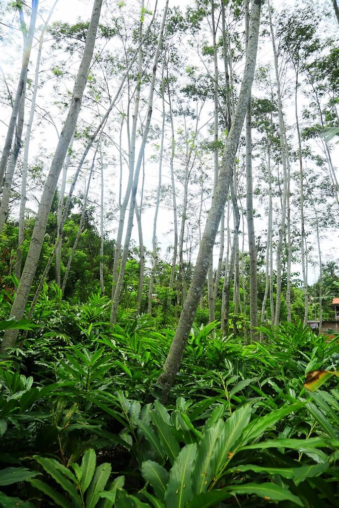 Trenggalek, East Java - Source: Multistakeholder Forestry Pr… - Flickr