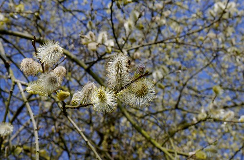 Spring has arrived! | by simonturkas