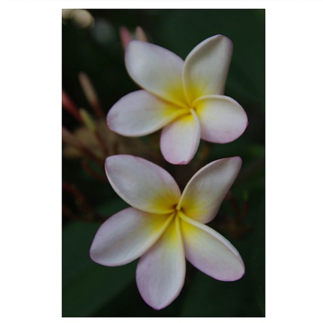 #frangipani #flowers #macro #pentaxk20d #sigma20to40f2point8 #lens #sigma #clevelandqld #queensland #australia