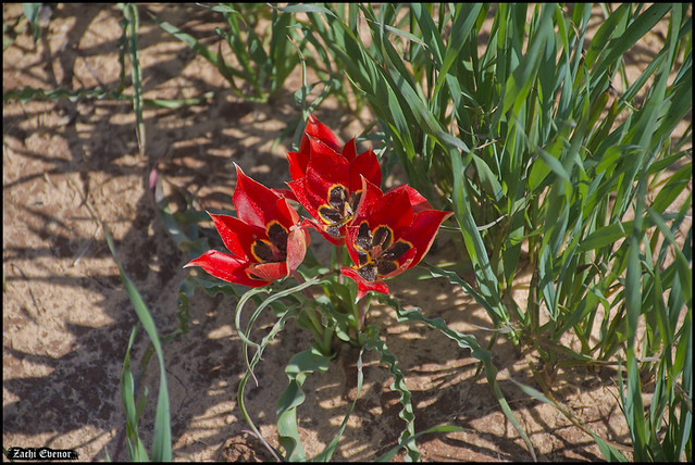 Tulips 5473