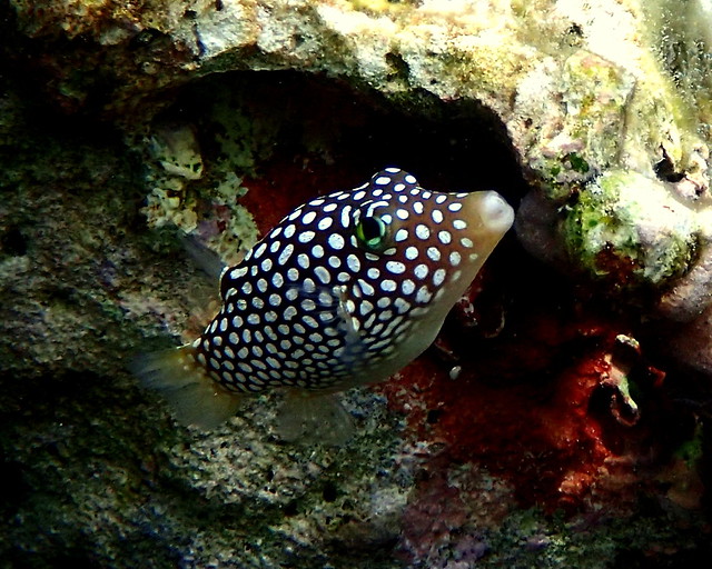 Hawaiian White Spotted Toby (Canthigaster jactator)