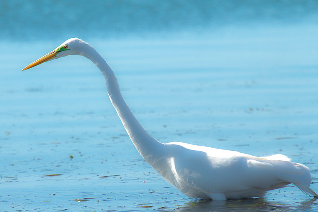 Great Egret with Green Eye(Breeding Color) Fishing
