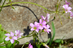 Oxalis flowers