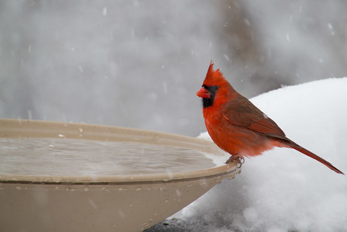 Backyard Birds (mostly)