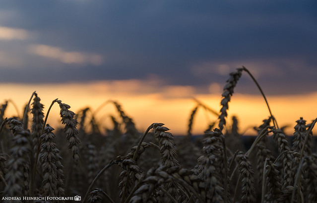 Evening in the grain fields 2.