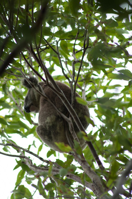 Koala in a tree in Cleveland, QLD 4163 Australia