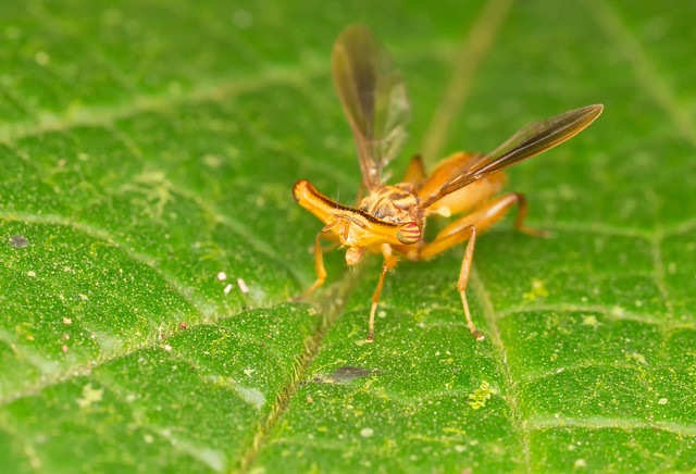 Hammer-head fly (Richardia telescopica, Richardiidae)  2
