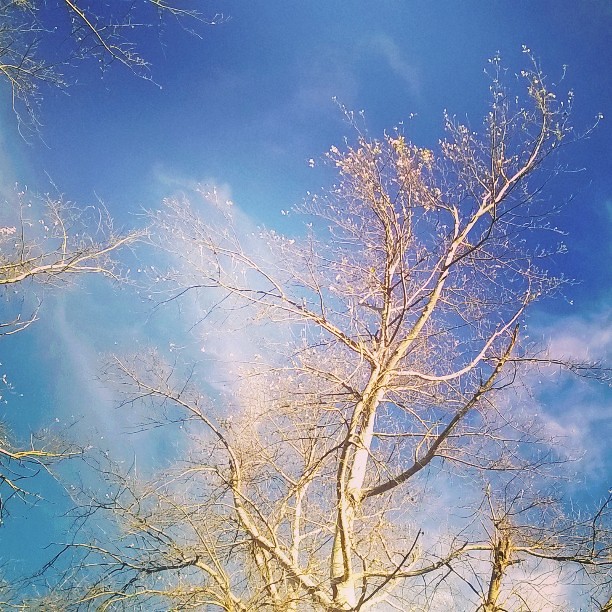Autumn skies in New Zealand #autumn #new Zealand #sky #skies #silver birch #tree #birch #leaves