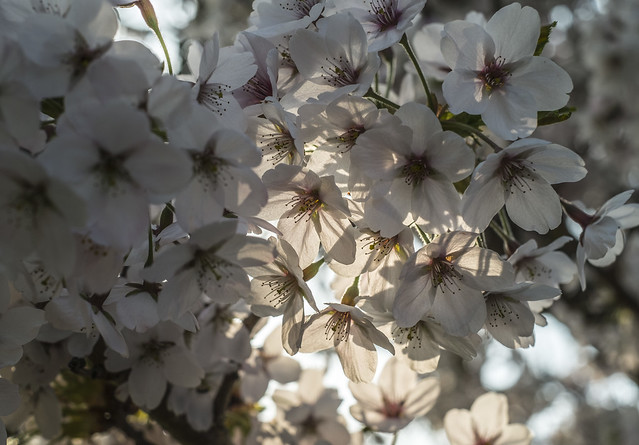 Just Catching the Light - Spring Blossom