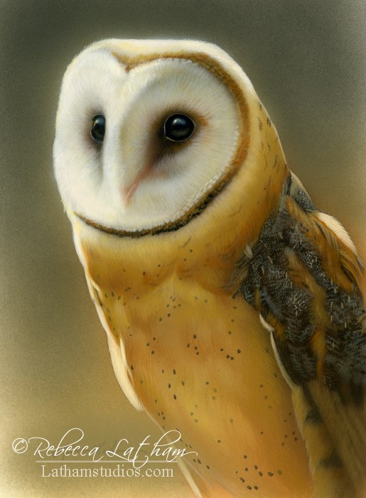 Caught in the Light – Barn Owl II, 5in x 7in, watercolor with 24kt gold and sterling silver on board, ©Rebecca Latham Hope you enjoy! ..share if you like. #art #painting #miniaturepainting #miniatureart #artist #fineart #watercolor #realism #rea
