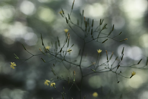 delicate and graceful | by johannamoser2016