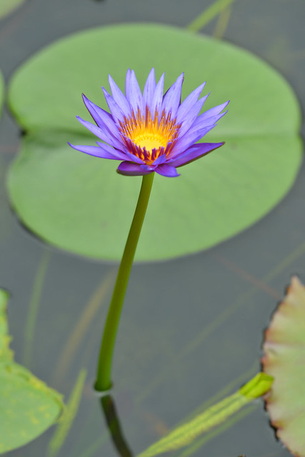 water lily 8206