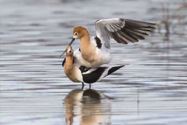 American Avocets