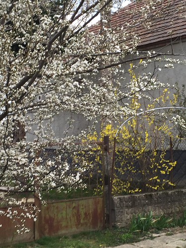 Frhüling👍👍 | by laßlo