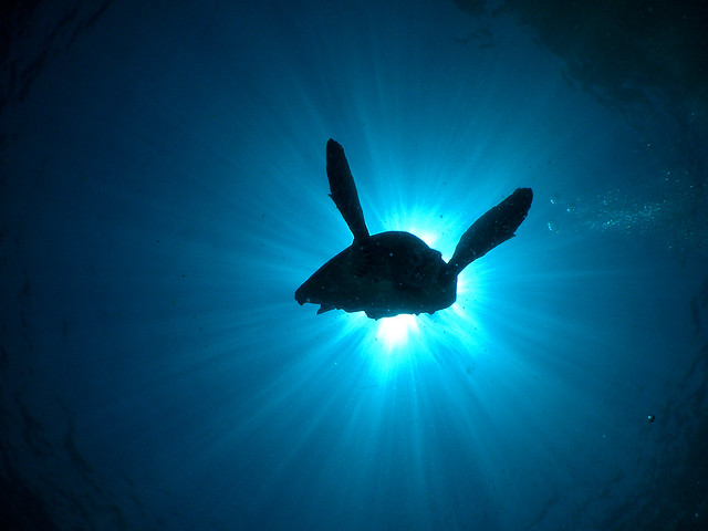 scubafish-underwater-58.jpg