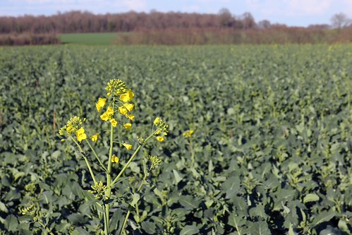 spring in the fields by RobinP1951, first flowers on the colza (oilseed rape) crop - soon the whole field will be yellow!spring printemp