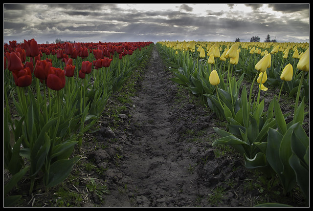 Red and Yellow Tulips, Mt. Vernon, WA.