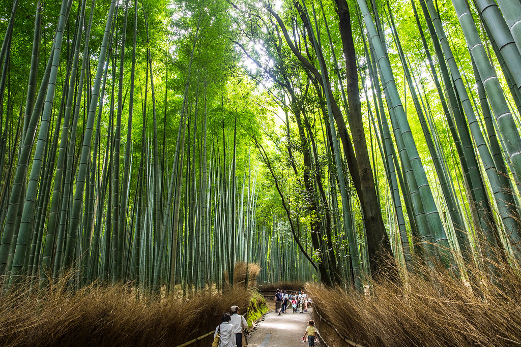 Bosque de bamb&uacute; de Arashiyama, en Kioto (Foto: Laura Tom&agrave;s)