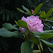 Flickr photo 'N20150423-0003—Rhododendron macrophyllum—RPBG' by: John Rusk.