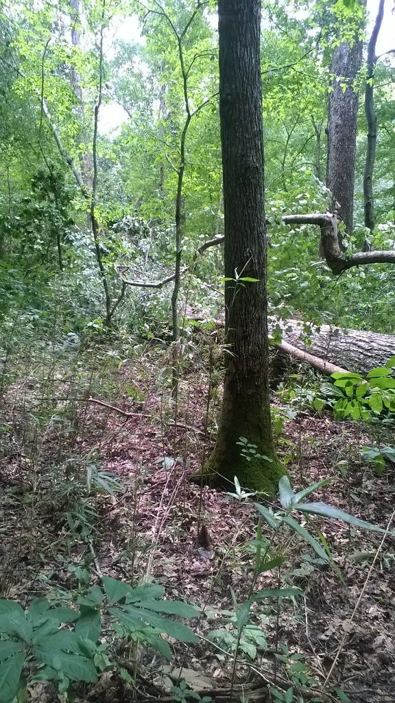 Sugar Jack Spring