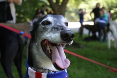 Greyhound Adventures at Arnold Arboretum, Jamaica Plain MA, June 19th 2016