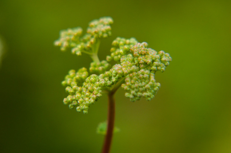 Meadowsweet, buds and flowers beginning to open
