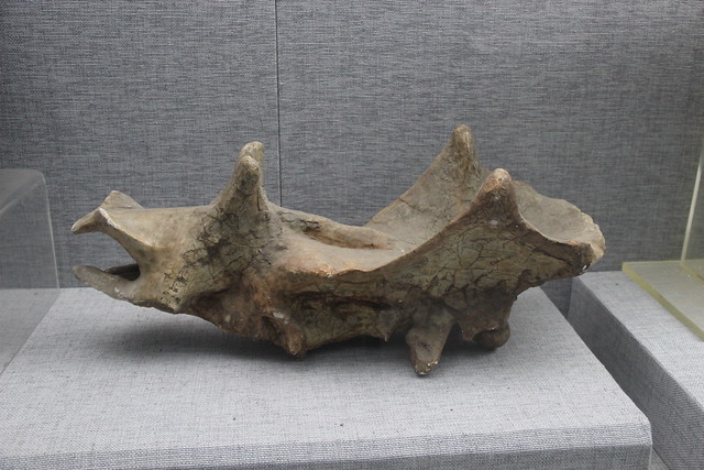 Fossil Uinta Skull