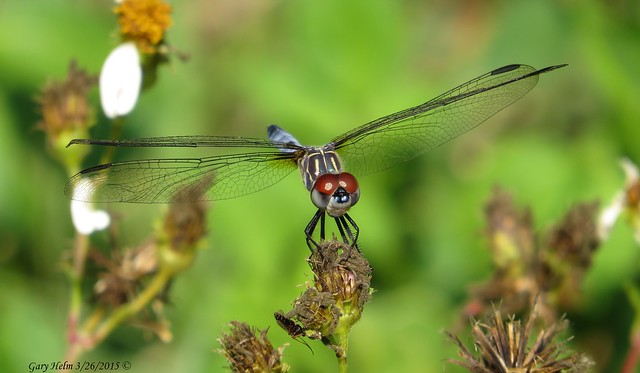 Blue Dasher Dragonfly (Female)