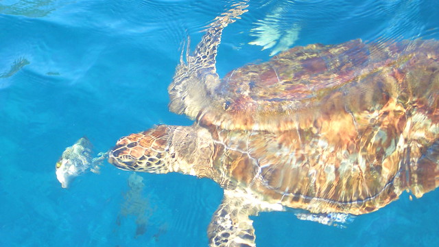 Thailand - Sea Turtle diving - Similan Islands