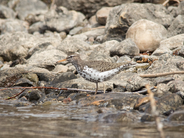 Spotted sandpiper