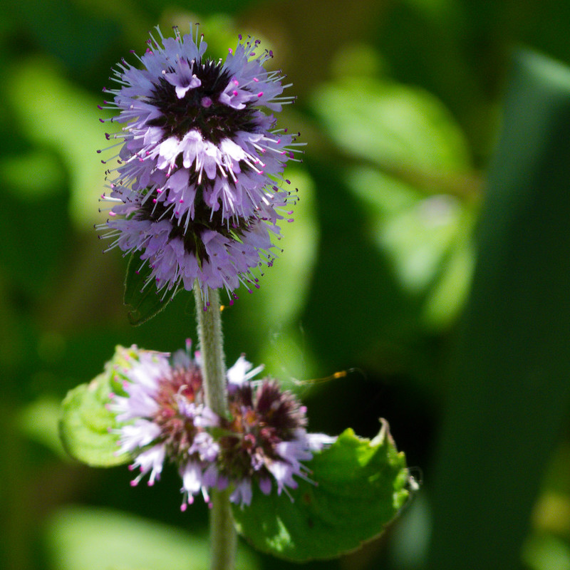 Water mint flowers