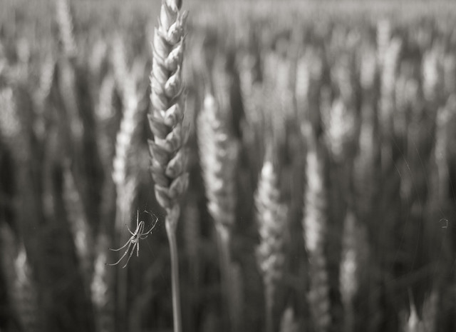 Wheat Weaver