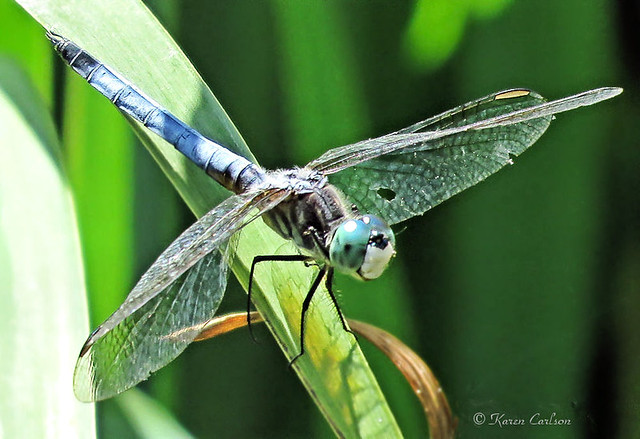 Blue Dasher (Pachydiplax longipennis), male